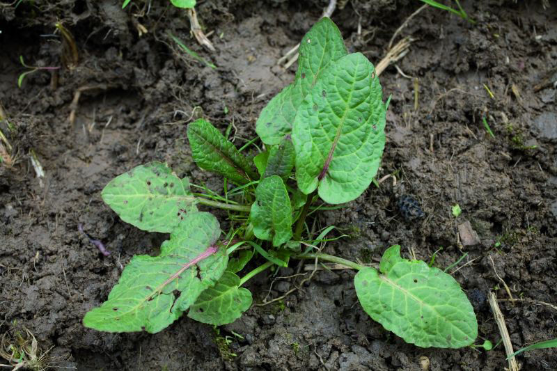 Broad-leaved Dock